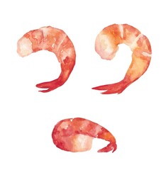 A set of illustrations depicting shrimps, painted in watercolor