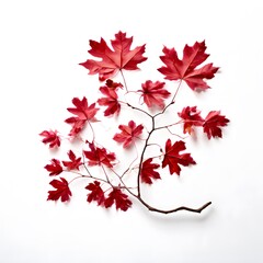 A beautiful green bush tree isolated on a white background