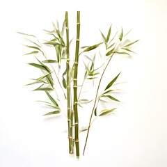 Obraz premium A beautiful green bush tree isolated on a white background