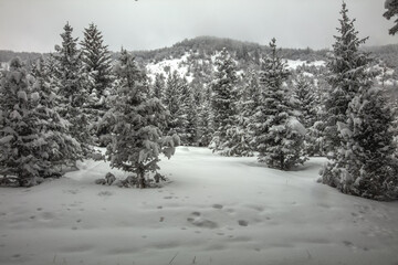 snow covered trees in the forest