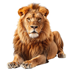 Obraz premium lion lying isolated on white background.
