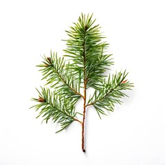 A beautiful green bush tree isolated on a white background