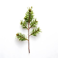 A beautiful green bush tree isolated on a white background