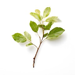 Obraz premium A beautiful green bush tree isolated on a white background