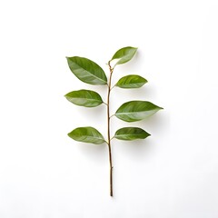 Fototapeta premium A beautiful green bush tree isolated on a white background