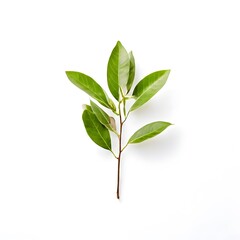 Obraz premium A beautiful green bush tree isolated on a white background