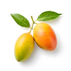 A beautiful green bush tree isolated on a white background