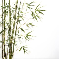 Obraz premium A beautiful green bush tree isolated on a white background