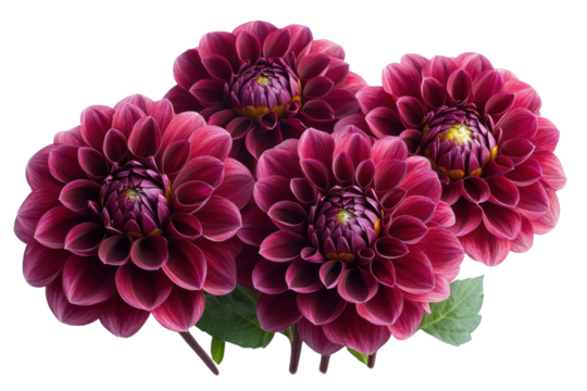 dahlia flowers - dark red blooms on white background