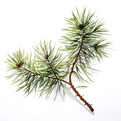 A beautiful green bush tree isolated on a white background