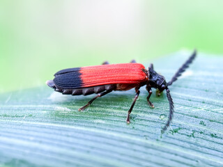 Close up of leaf beetles,net-winged beetles (Lycidae)