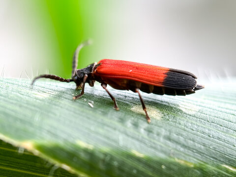 Close up of leaf beetles,net-winged beetles (Lycidae)