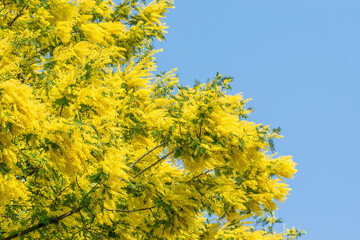 Fototapeta premium Beautifully Blooming Mimosa Against the Spring Blue Sky