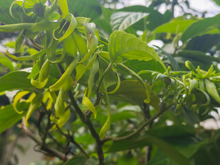 Ylang-ylang flower (ilang-ilang), Cananga odorata, long yellow petals, curved flat lines, fragrant. In ornamental gardens.
