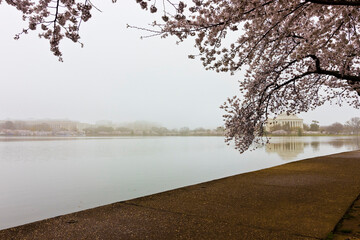 An early morning foggy springtime scene featuring the Thomas Jefferson Memorial and cherry blossoms in bloom around the Tidal Basin, National Mall, Washington DC
