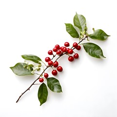 A beautiful green bush tree isolated on a white background