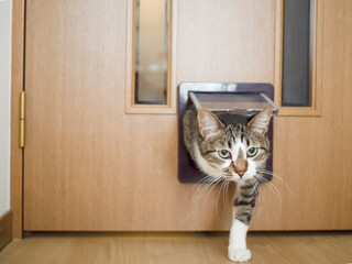 猫用のドアから部屋に入る猫