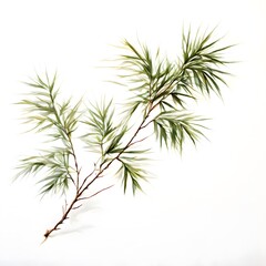 Fototapeta premium A beautiful green bush tree isolated on a white background