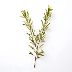 A beautiful green bush tree isolated on a white background