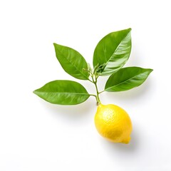 A beautiful green bush tree isolated on a white background