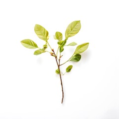 Fototapeta premium A beautiful green bush tree isolated on a white background