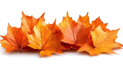 Obraz premium autumn maple leaf