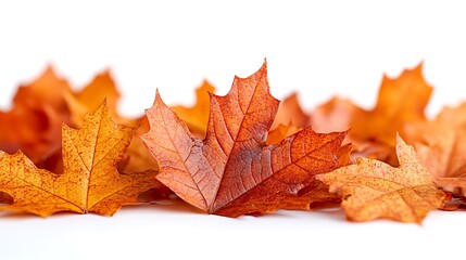 Fototapeta premium autumn maple leaf