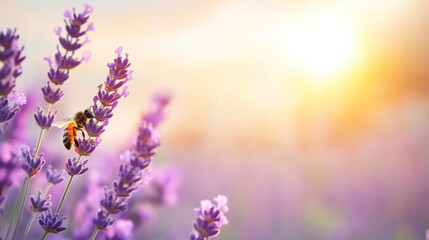 Naklejka premium Honeybee collecting lavender nectar during golden sunset light, highlighting pollination within blooming agricultural landscape