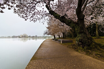 Misty spring scene from the banks of the Tidal Basin looking eastwards towards the Thomas Jefferson Memorial, National Mall, Washington DC
