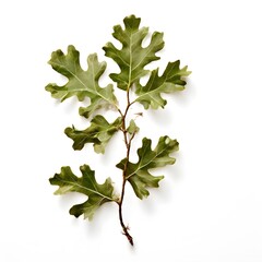 Fototapeta premium A beautiful green bush tree isolated on a white background