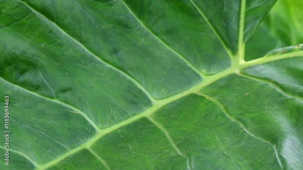 Poster close up of green taro leaves swaying in the wind. abstract pattern and texture of the leaf surface.