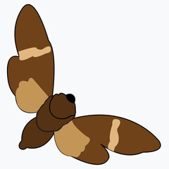 Insect with wings and antennae. The beetle is a pest.