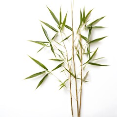 A beautiful green bush tree isolated on a white background