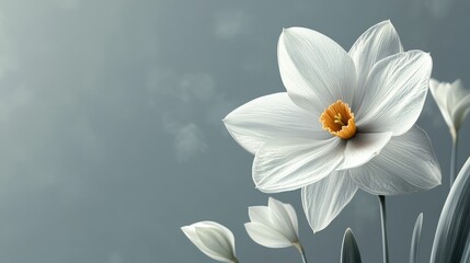 Serene White Daffodils: A Study in Purity and Grace