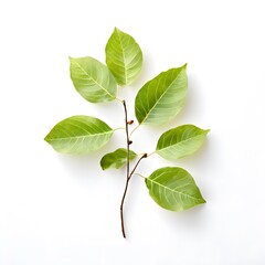 A beautiful green bush tree isolated on a white background
