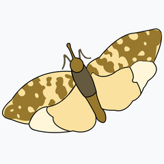 Insect with wings and antennae. The beetle is a pest.