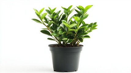 ZZ Plant ,pot, leaf, flower, nature, isolated, tree, herb, home, flora, houseplant, rosemary, growth, leaves, flowerpot, decoration, potted, botany, white background, spathiphyllum, fresh, herbal, gar