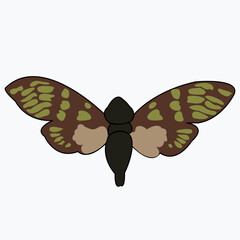 Insect with wings and antennae. The beetle is a pest.