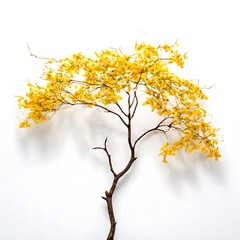 Obraz premium A beautiful green bush tree isolated on a white background