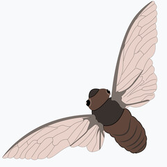 Insect with wings and antennae. The beetle is a pest.