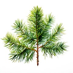 Obraz premium A beautiful green bush tree isolated on a white background