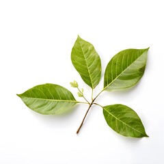 Obraz premium A beautiful green bush tree isolated on a white background
