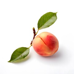 A beautiful green bush tree isolated on a white background