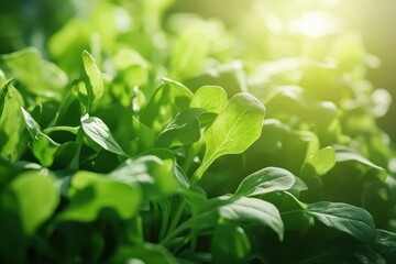 Fototapeta premium Fresh green arugula in an organic salad with spinach leaves
