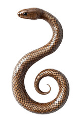 Obraz premium Glossy brown snake coiled in a spiral shape isolated on white transparent background, reptiles or wildlife, symbolizing Chinese Lunar New year