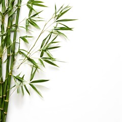 Obraz premium A beautiful green bush tree isolated on a white background