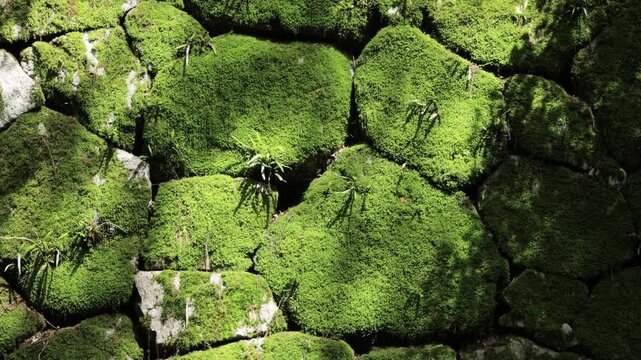 苔むした石垣に初夏の優しい光があたっている風景