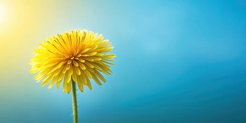 Delicate yellow dandelion flower head close-up against a soft blue sky background with subtle gradient and gentle texture