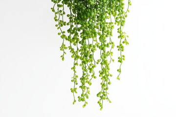 Hanging string of pearls plant against a white background with space for text Focused shot