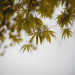 Obraz premium shot of green leaves falling gently on a white background.